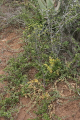 Cynorhiza typica