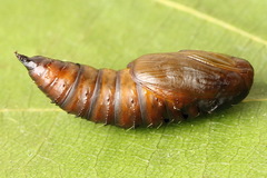 Archips betulana