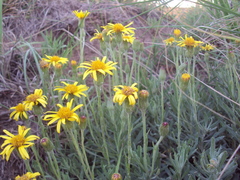 Senecio ceratophylloides