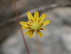 Euryops ericifolius