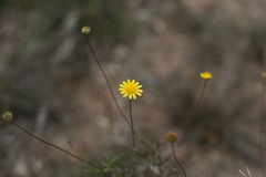 Euryops ericifolius