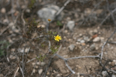 Euryops ericifolius