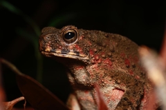 Phrynoidis juxtasper