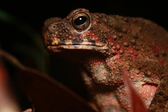 Phrynoidis juxtasper