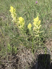 Castilleja citrina