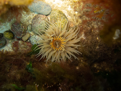 Parabunodactis imperfecta