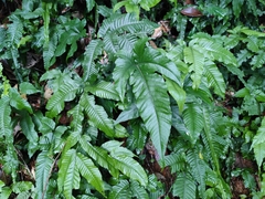 Bolbitis heteroclita