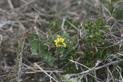 Erucastrum strigosum