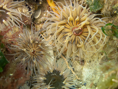 Parabunodactis imperfecta