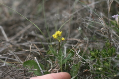Erucastrum strigosum