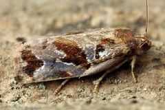 Archips oporana