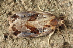 Archips oporana