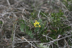 Erucastrum strigosum