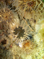 Parabunodactis imperfecta