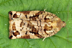 Archips oporana