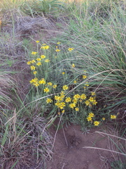 Senecio ceratophylloides