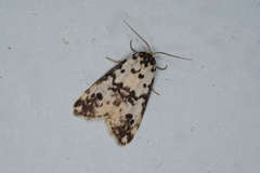 Thallarcha eremicola