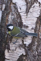 Parus major