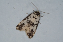 Thallarcha eremicola