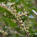 Eurya japonica - Photo (c) harum.koh, algunos derechos reservados (CC BY-SA), uploaded by harum.koh
