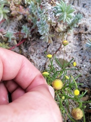 Cotula filifolia