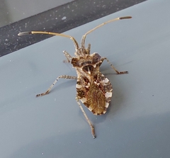 Centrocoris variegatus