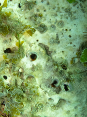 Leiosolenus patagonicus