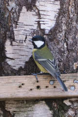 Parus major