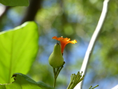 Cordia dodecandra