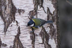 Parus major