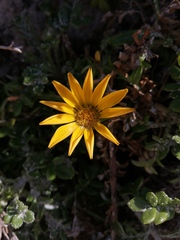 Gazania maritima