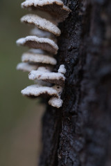 Schizophyllineae