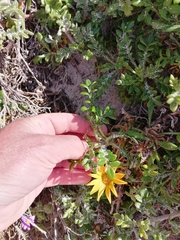 Gazania maritima