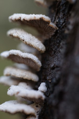 Schizophyllineae
