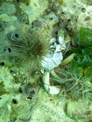 Parabunodactis imperfecta