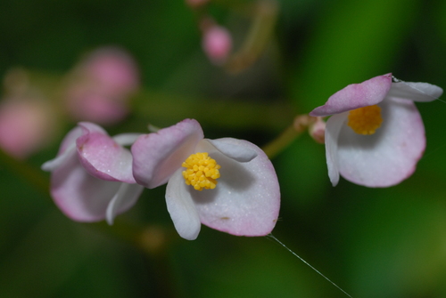 Begonia chitoensis T.S.Liu & M.J.Lai