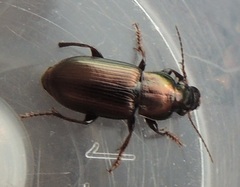 Harpalus distinguendus