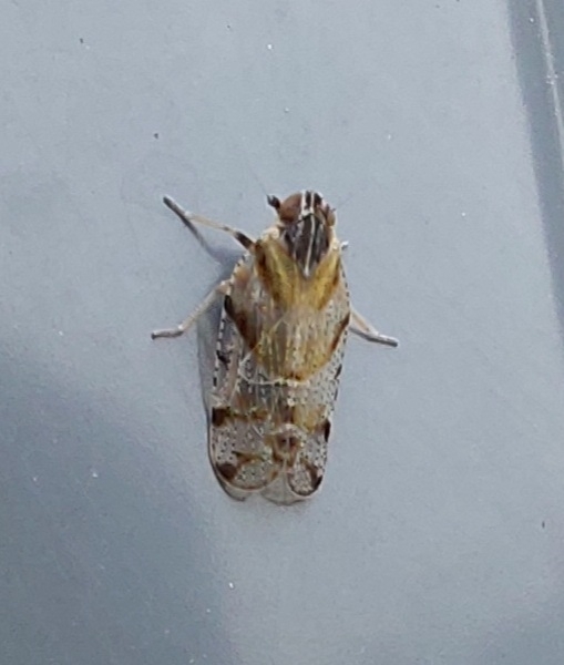 Tachycixius desertorum