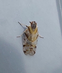 Tachycixius desertorum