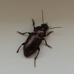 Harpalus distinguendus