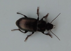 Harpalus distinguendus