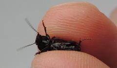 Harpalus distinguendus