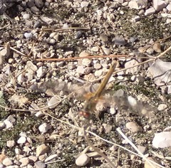 Sympetrum fonscolombii