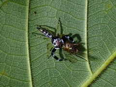 Bavia capistrata