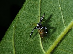 Bavia capistrata
