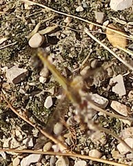 Sympetrum fonscolombii