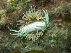 Parabunodactis imperfecta