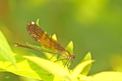 Calopteryx aequabilis