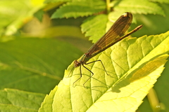 Calopteryx aequabilis