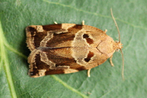 Variegated Golden Tortrix, photo 2 of 9